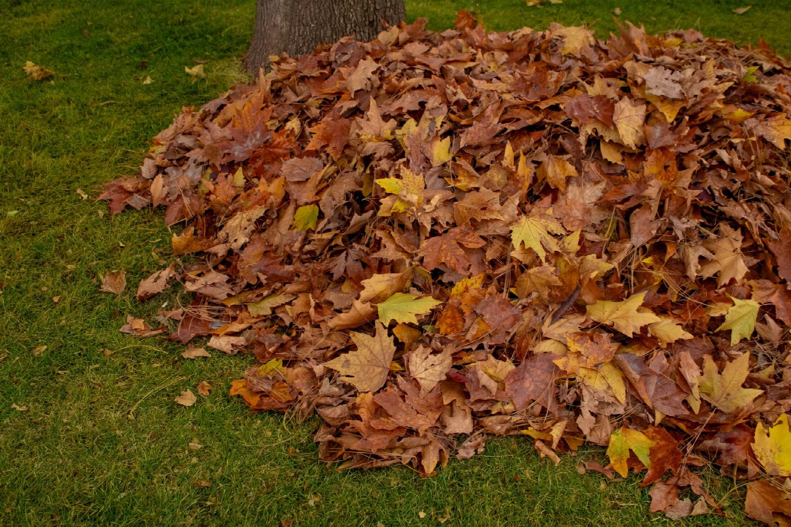 Autumn leaves raked garden lawn