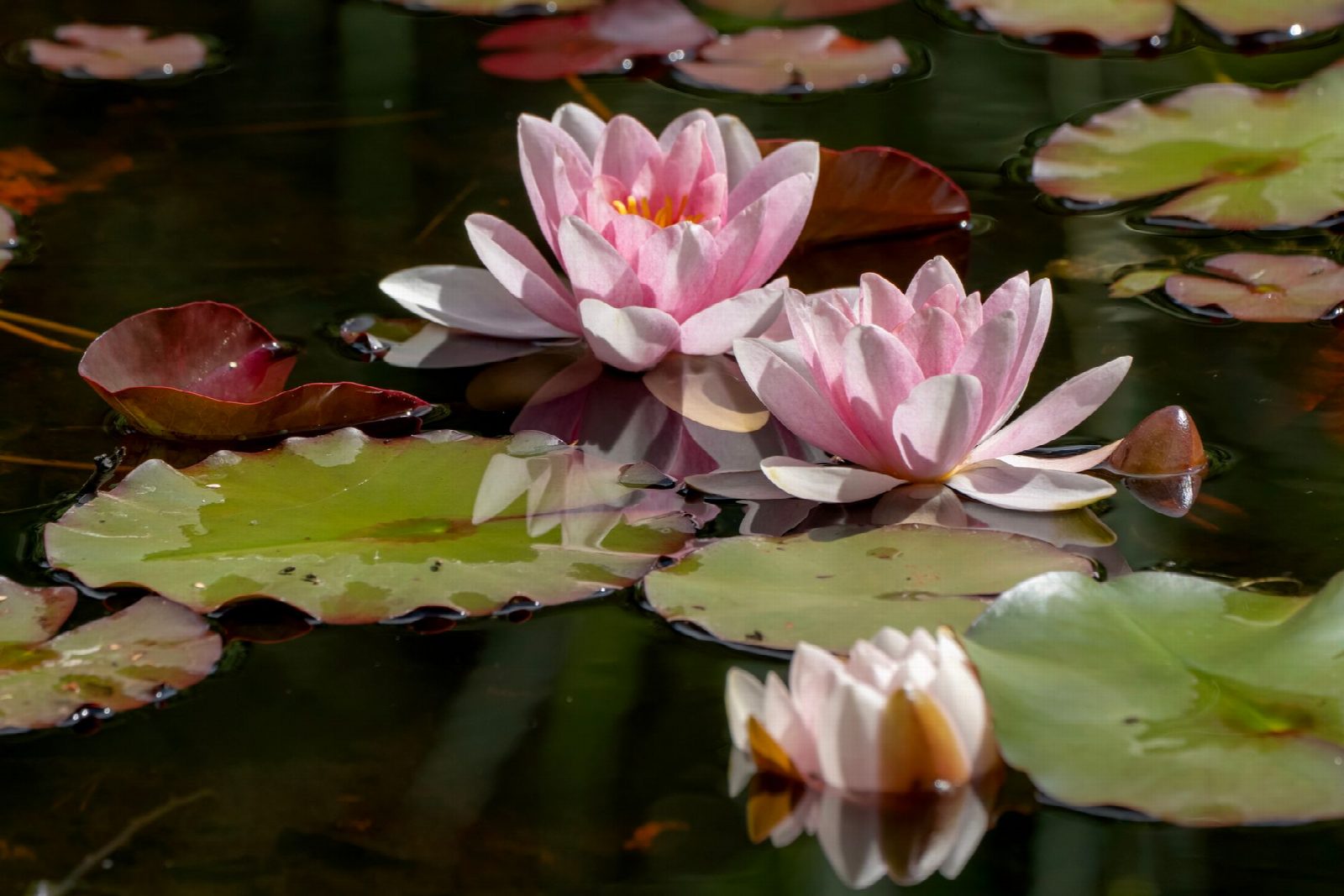 Clear garden pond water lilies