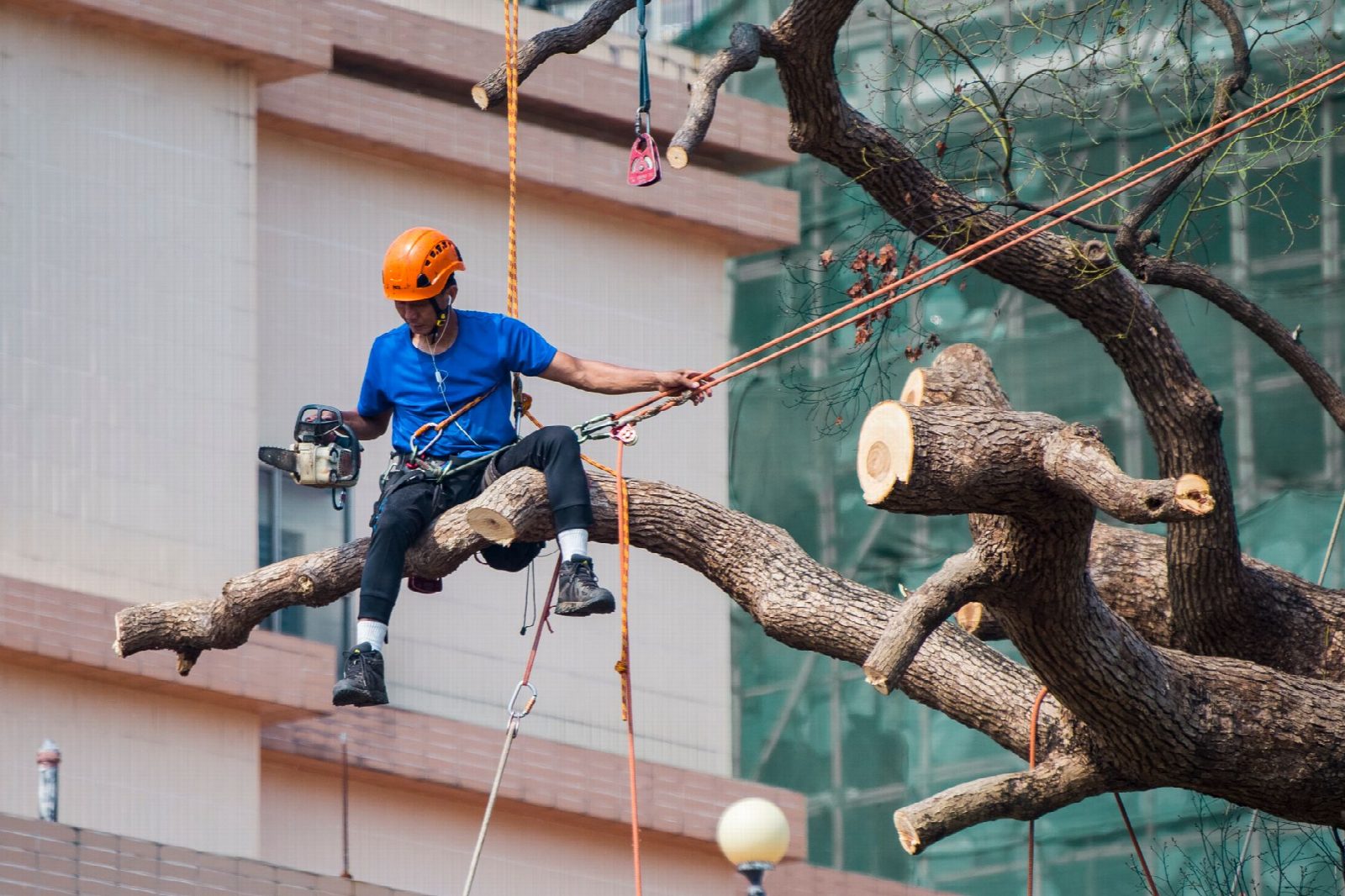 Pruning saw cutting tree branch